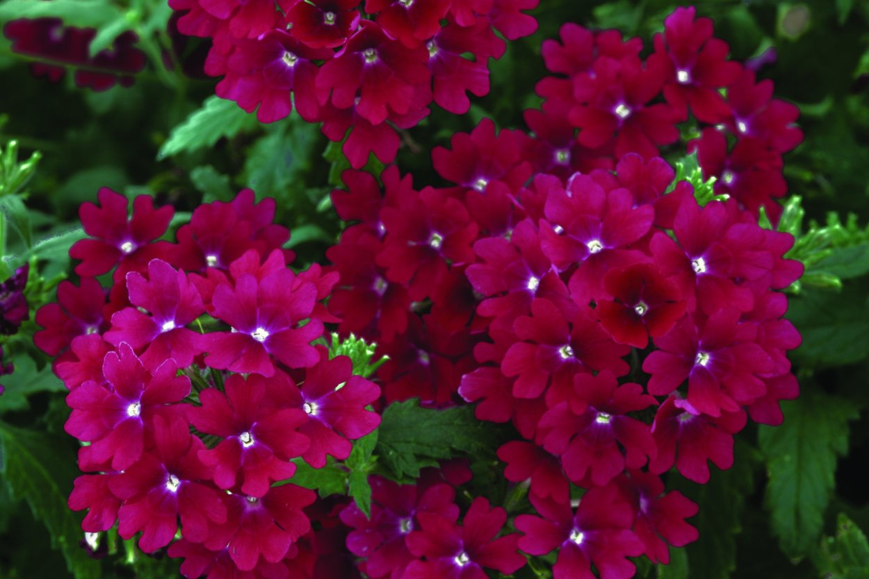 Амарант метельчатый бордовый