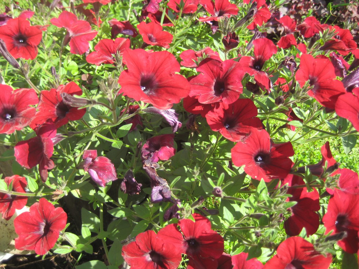 Целозия гребенчатая петушиный гребешок