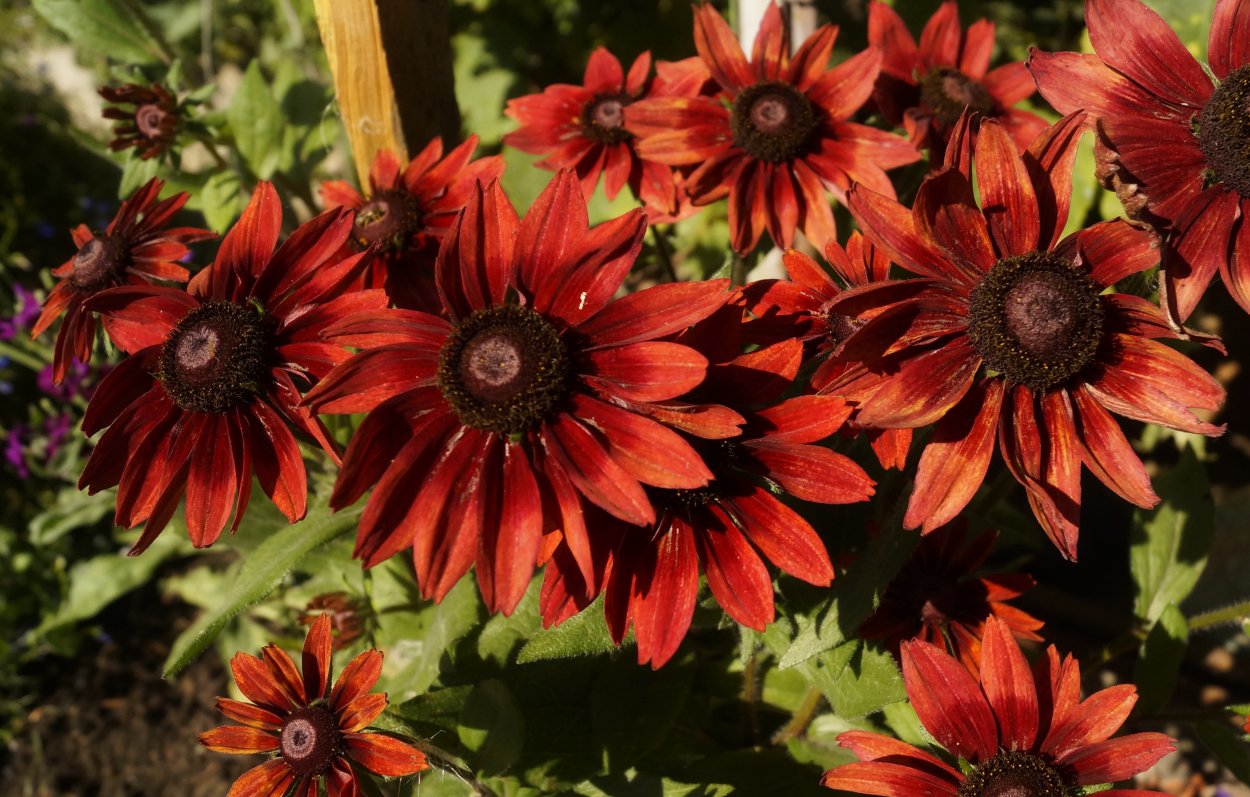 Вьюн ипомея