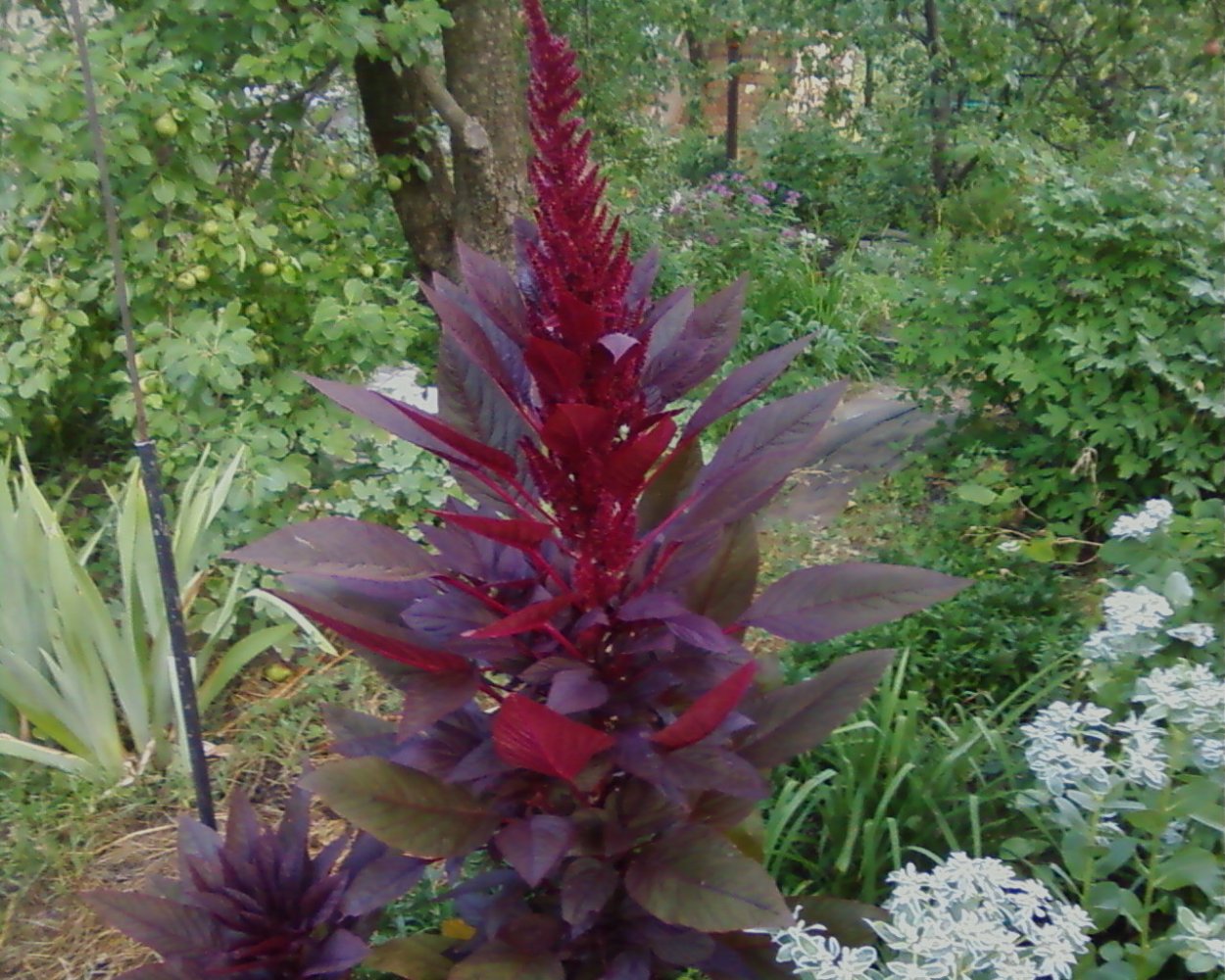 Целозия и Сальвия