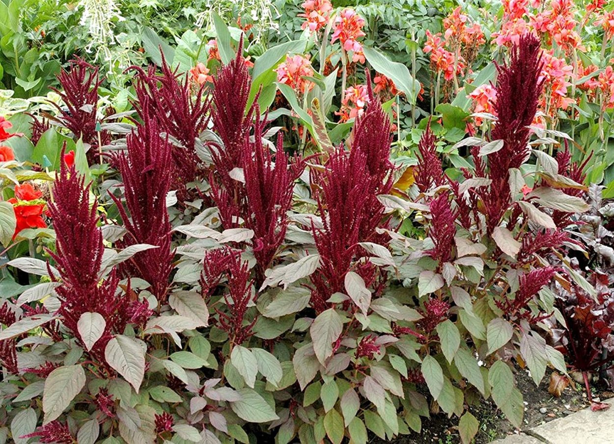 Амарант с бордовыми листьями