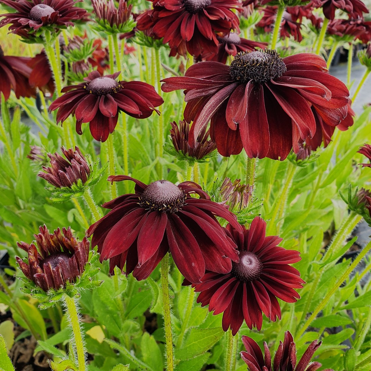 Петуния Дебонуар