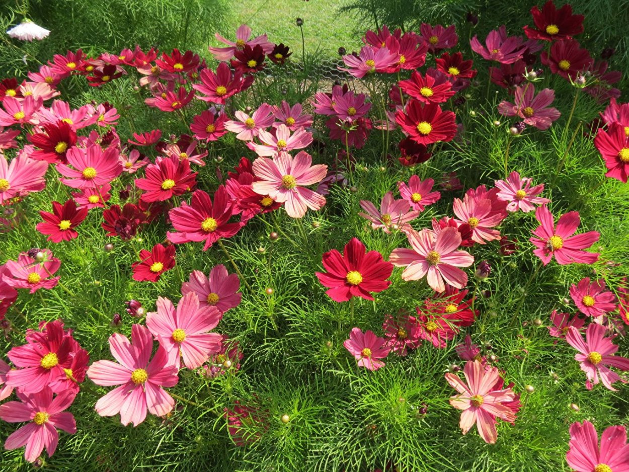 Гибискус фаербол