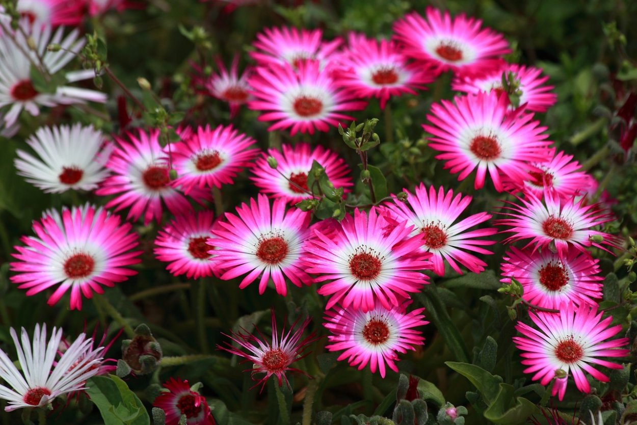 Мак самосев однолетник