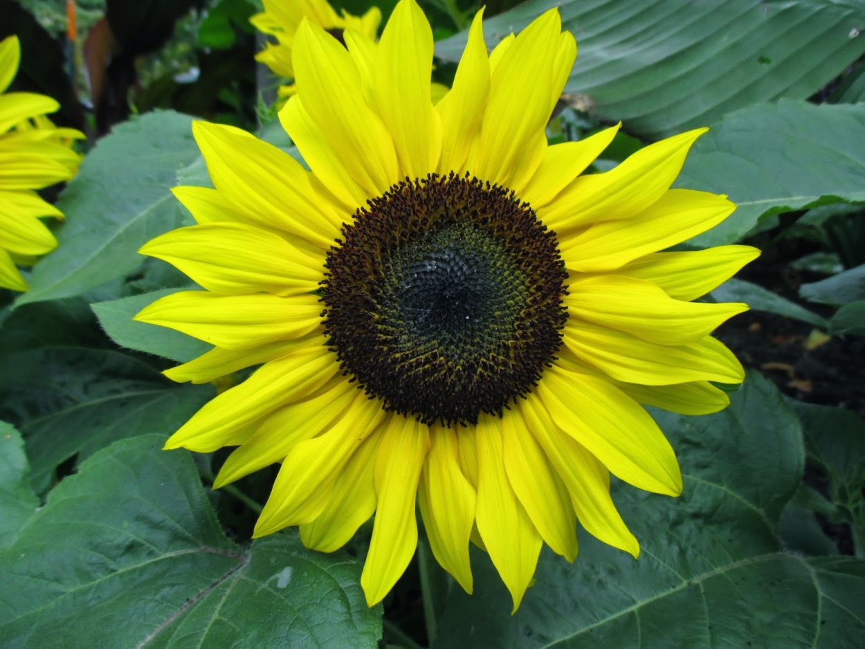 Гелиантус Sun King