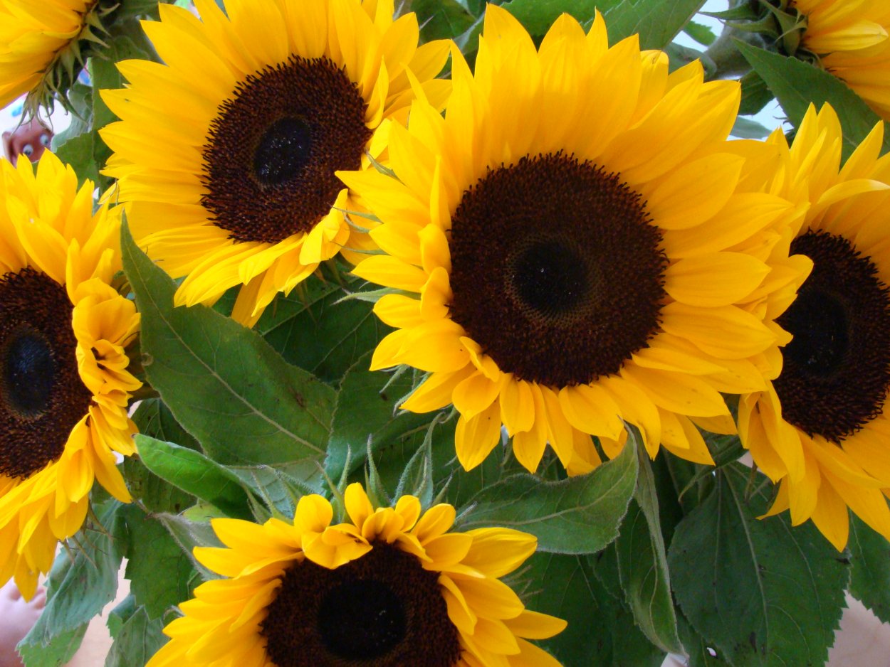 Гелиантус Солано оранж