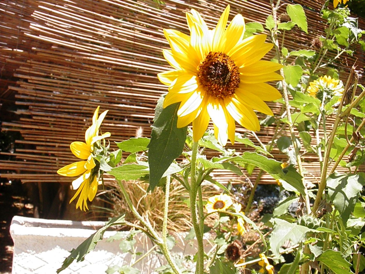 Helianthus annuus