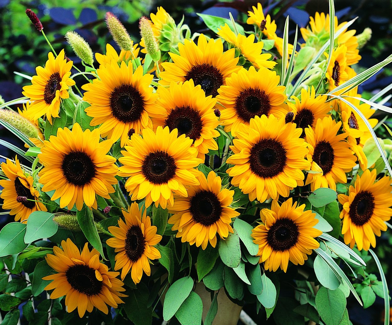 Sunflower Farmer Tips skachat