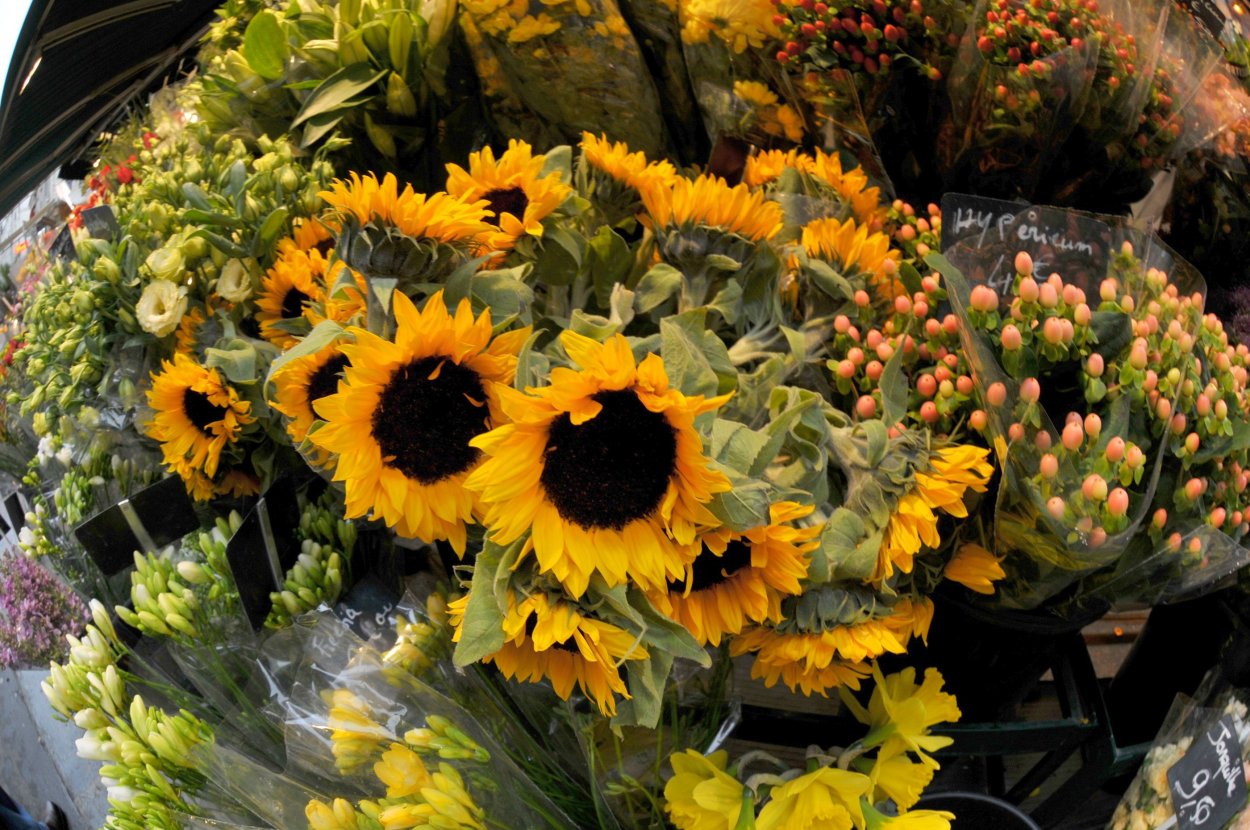 Подсолнечник Лемон куин