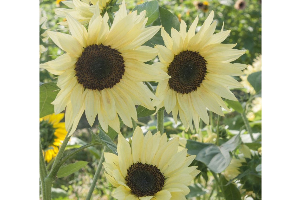 Гелиантус Сан Кинг