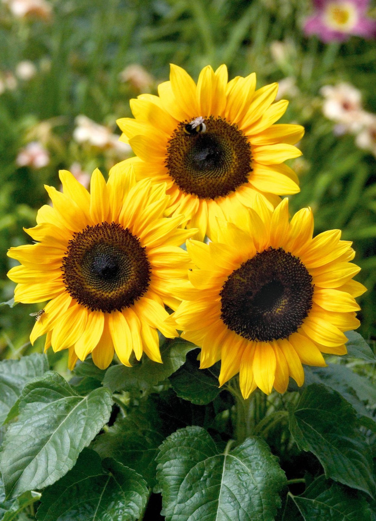 Подсолнечник десятилепестный (Helianthus decapetalus)