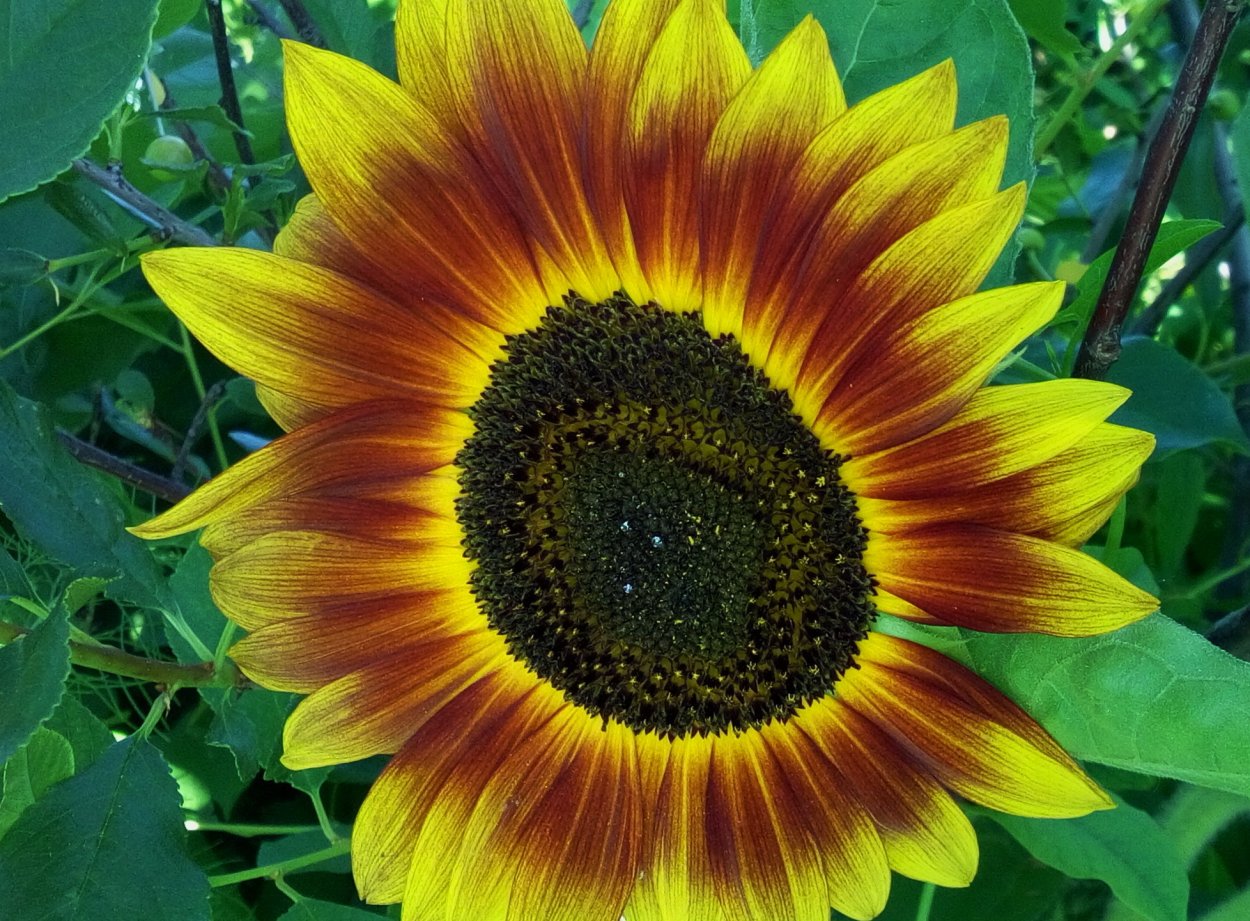 Подсолнечник однолетний (Helianthus annuus) distinto mixture