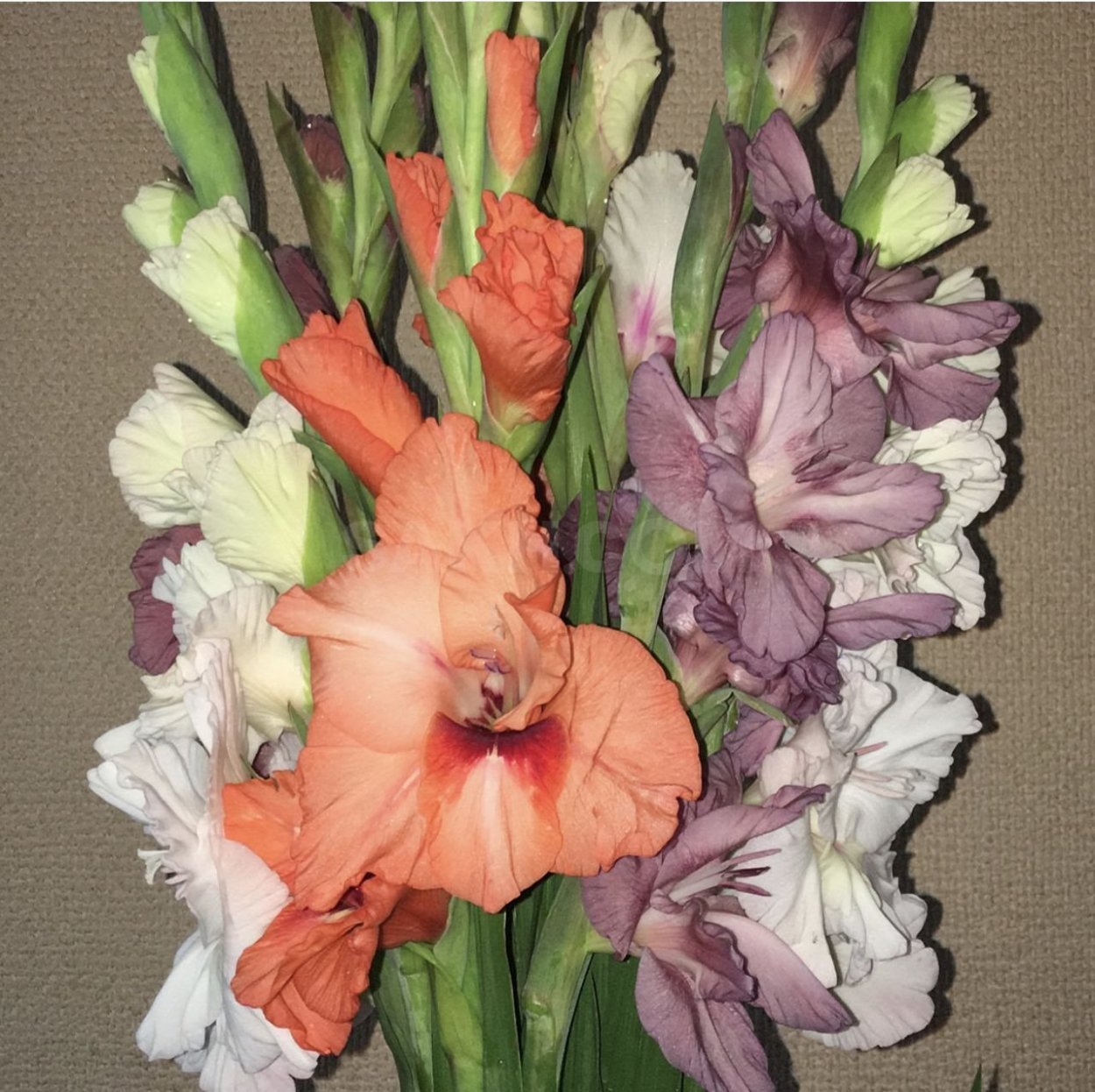 Нежный букет из гладиолусов