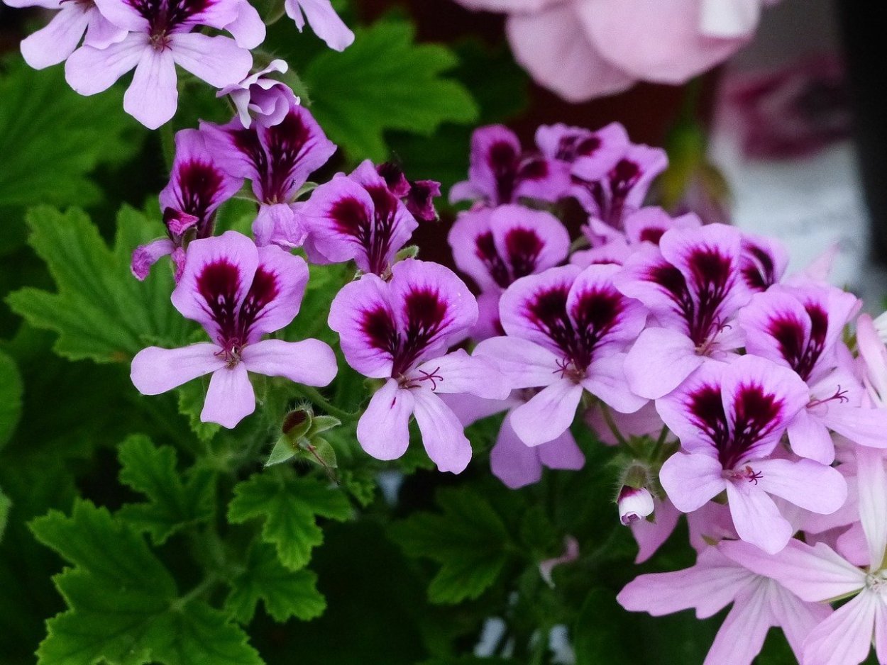 Пеларгония flower. Пеларгония душистая. Пеларгония душистая Gemstone. Пеларгония Королевская душистая. Пеларгония mums mums.