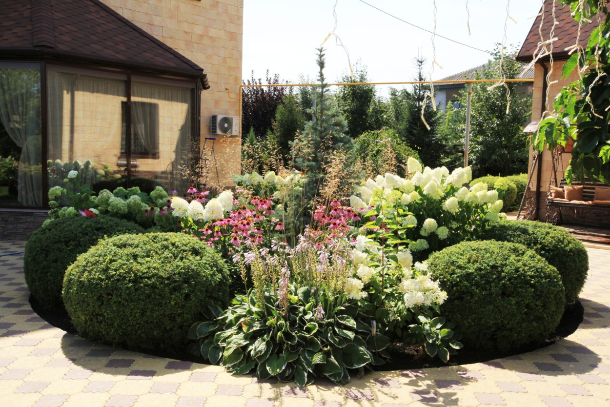 Можжевельник казацкий и гортензия