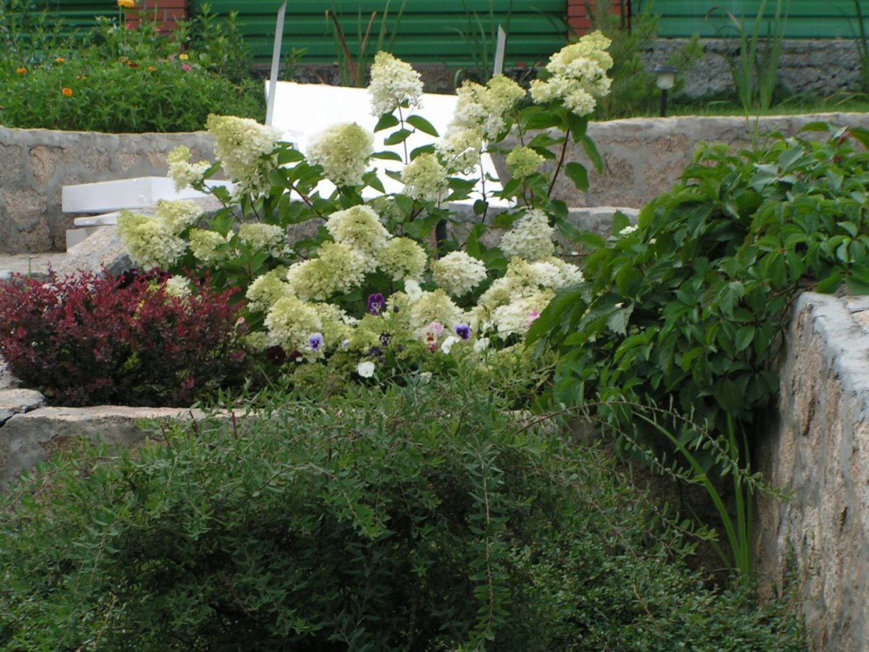 Туя гортензия Барбарис