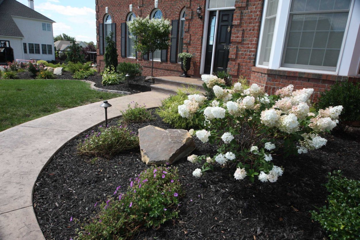 Гортензия Ванилла Фрейз в ландшафтном