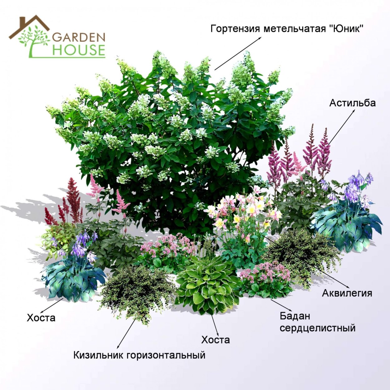 Роза Квин Элизабет в миксбордере