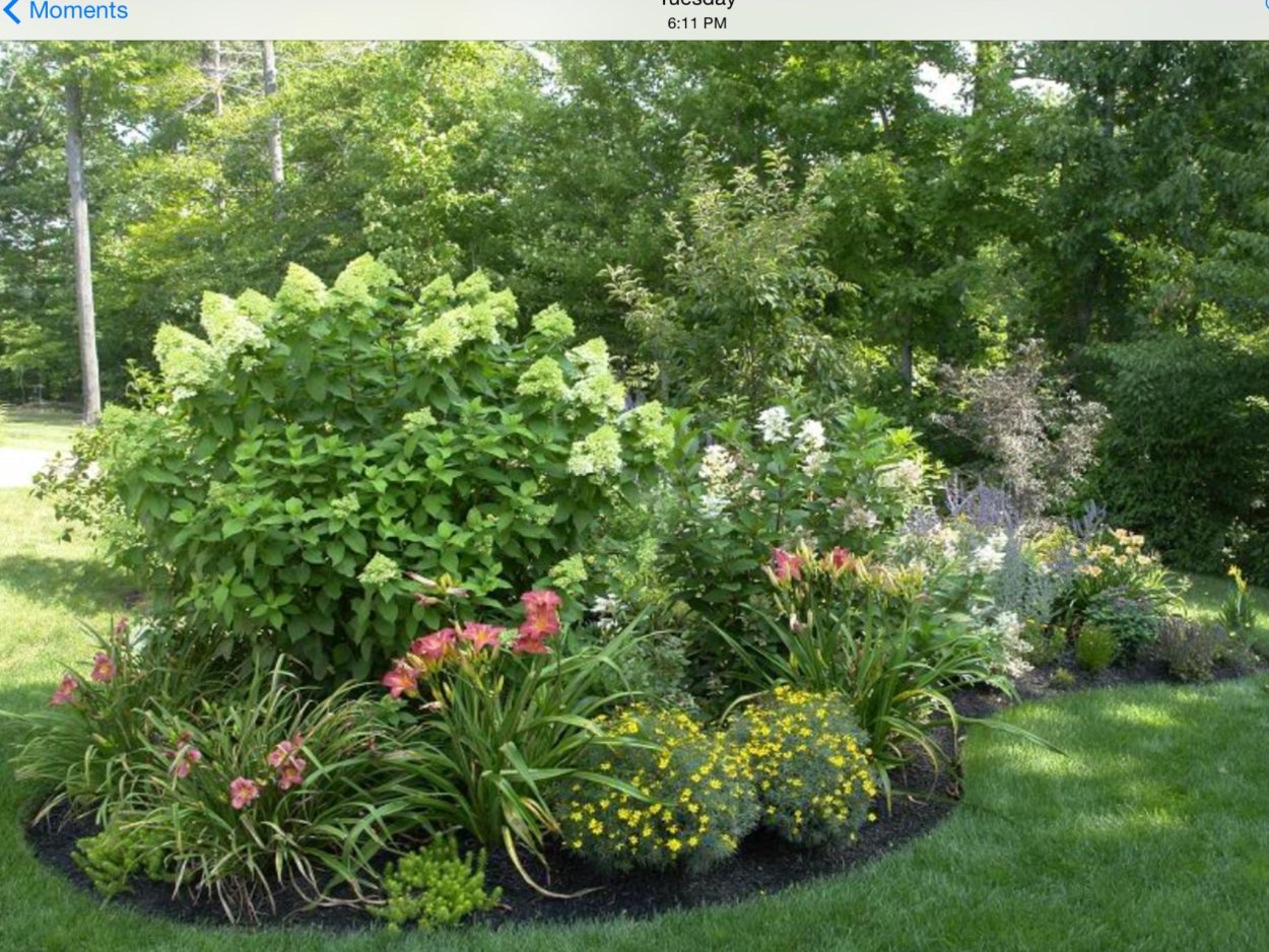 Спирея и гортензия