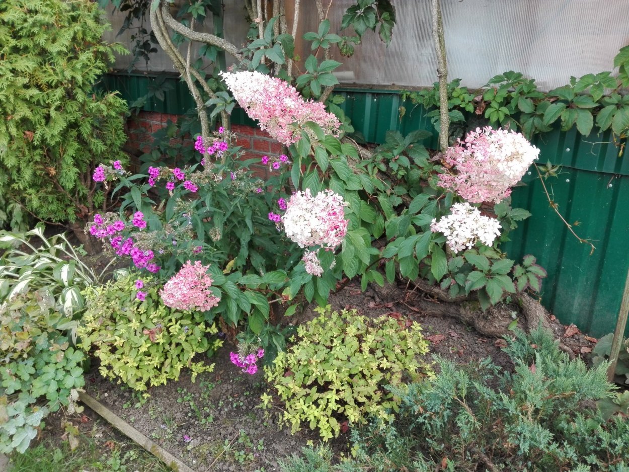 Гортензия метельчатая спирея пион