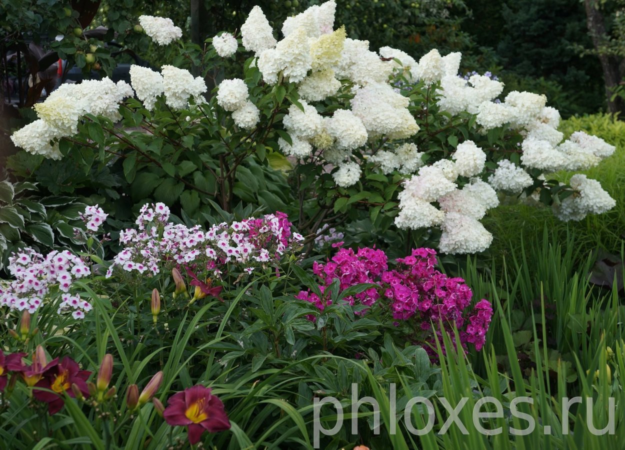 Миксбордер туя гортензия Барбарис можжевельник