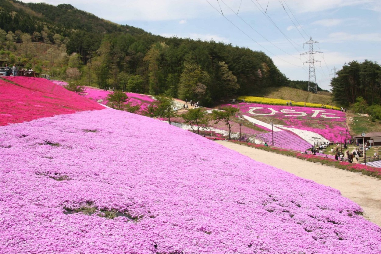 Парк Шибазакура, Япония