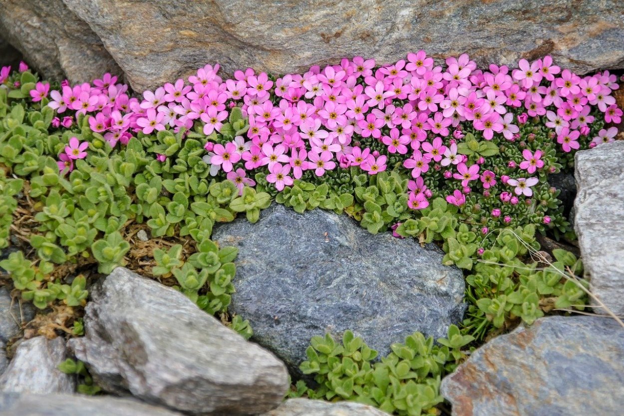 Камнеломка Арендса Carpet Pink