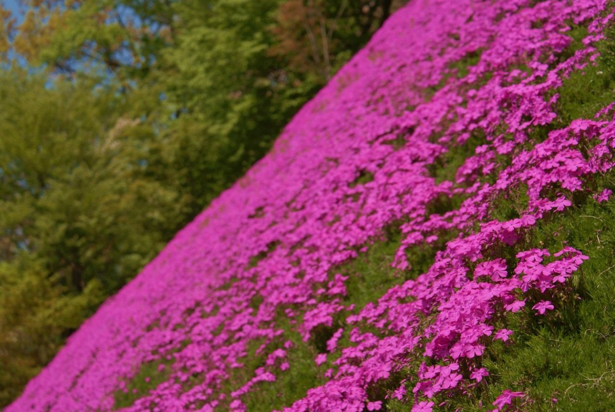 Мох декоративный Цветущий