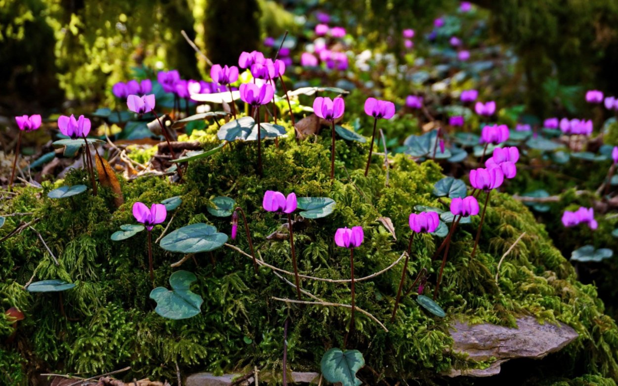 Цикламен горный дикий