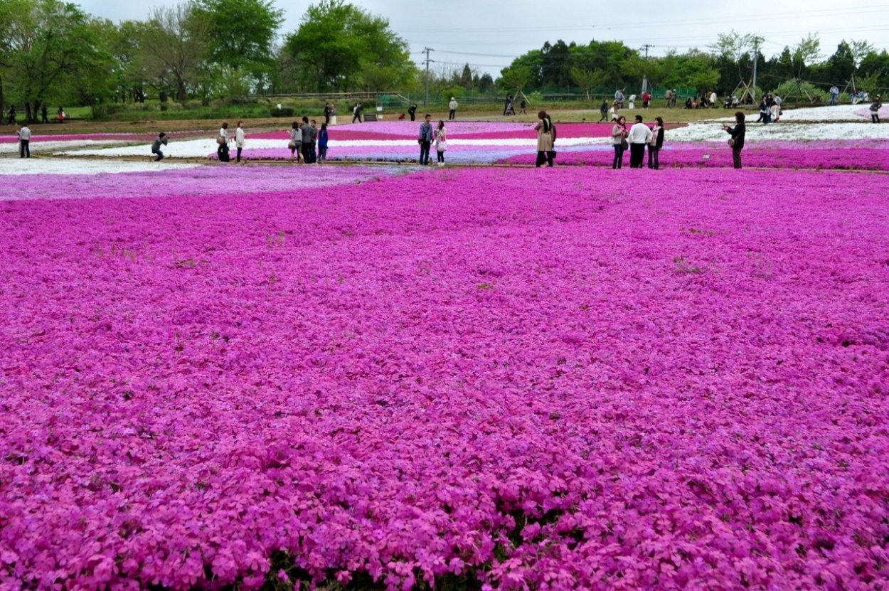 Розовый мох в Японии