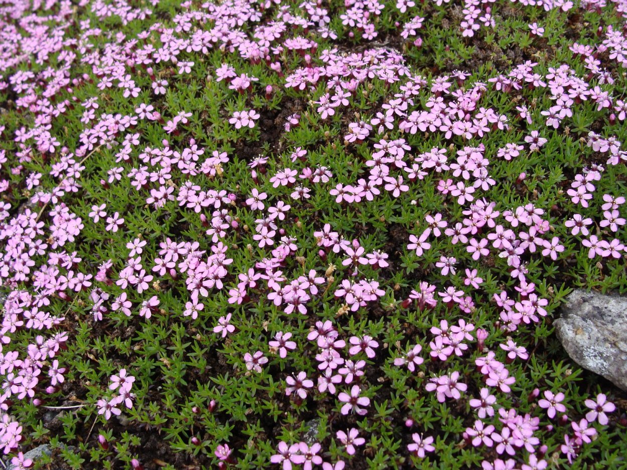 Мох декоративный Цветущий