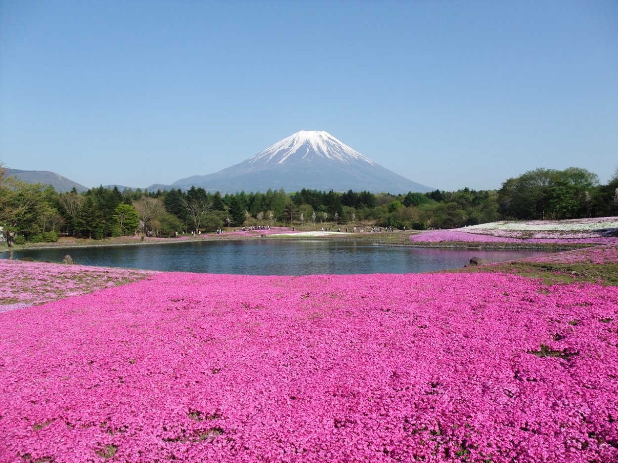 Холм Шибазакура