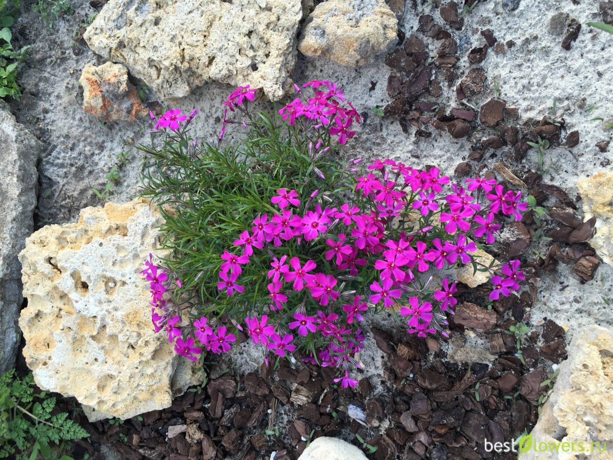 Шиловидный Флокс и камнеломка красная