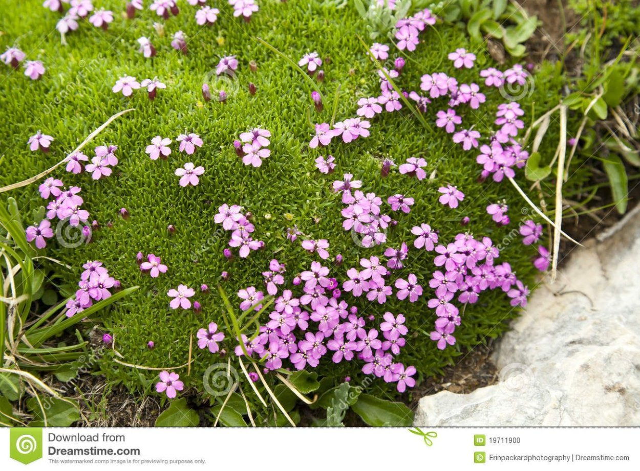 Мох с розовыми цветочками