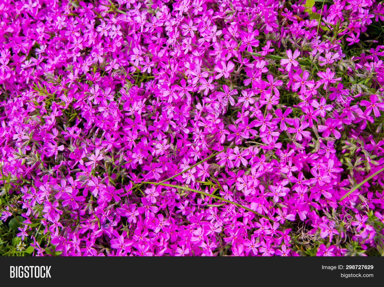 Мох с розовыми цветочками