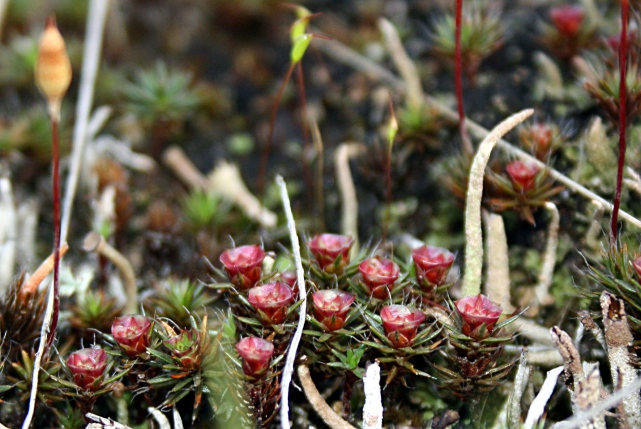 Цветущие мхи