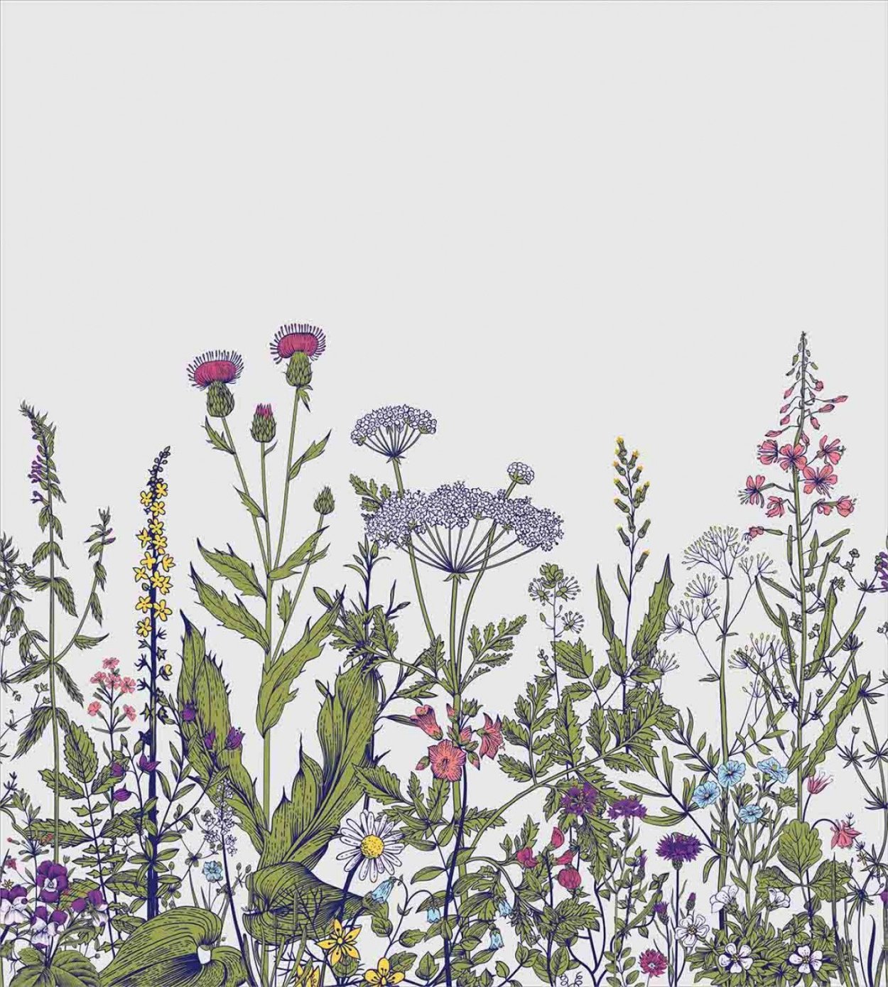 Полевые цветы