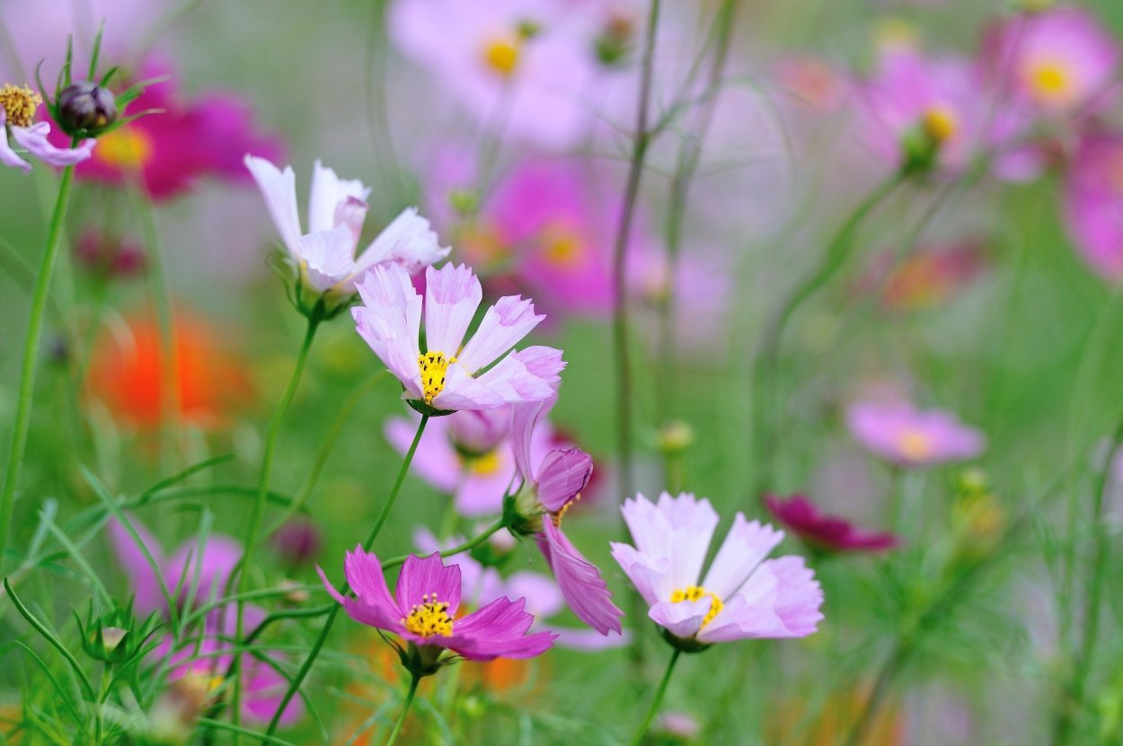 Полевые цветы на Светлом фоне