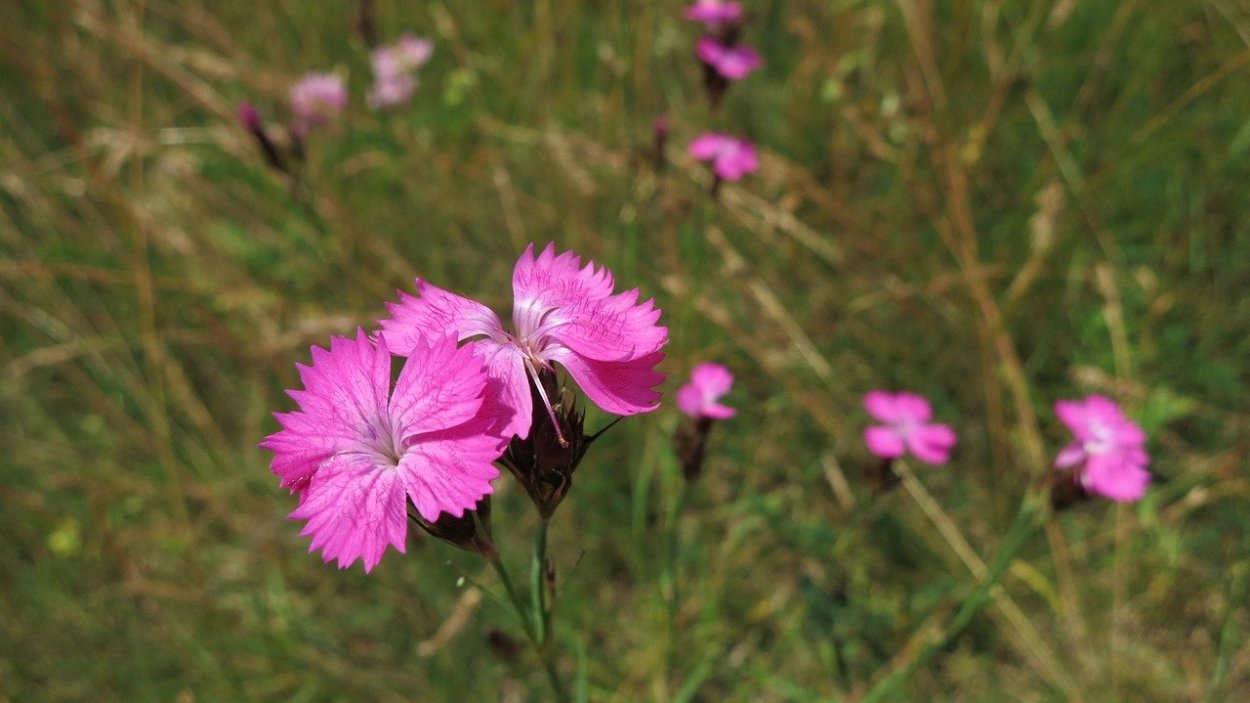 Dianthus pratensis