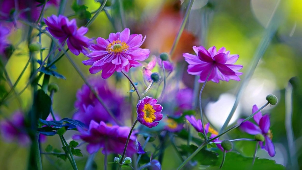 Космея Луговая