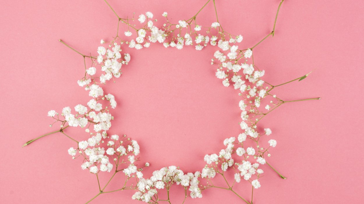 Сухие цветы на белом фоне