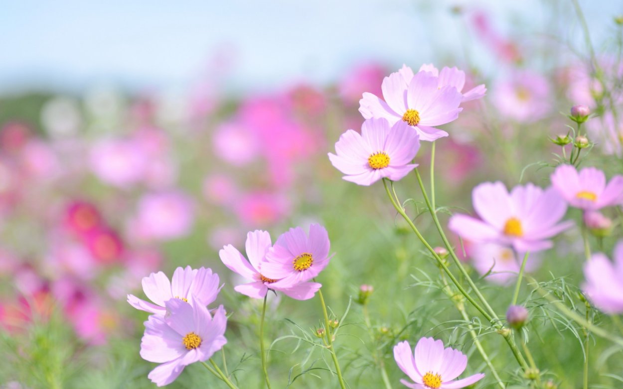 Пастельные тона