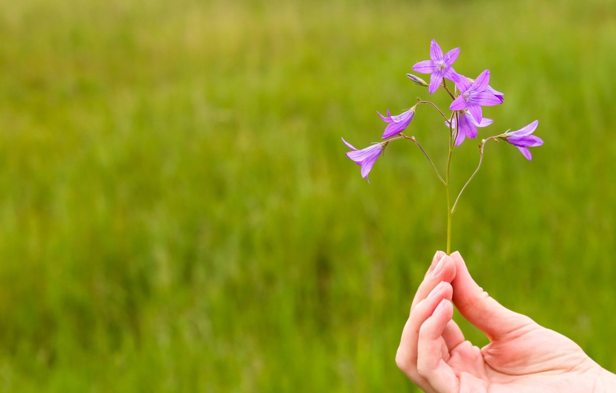 Розовые полевые цветы