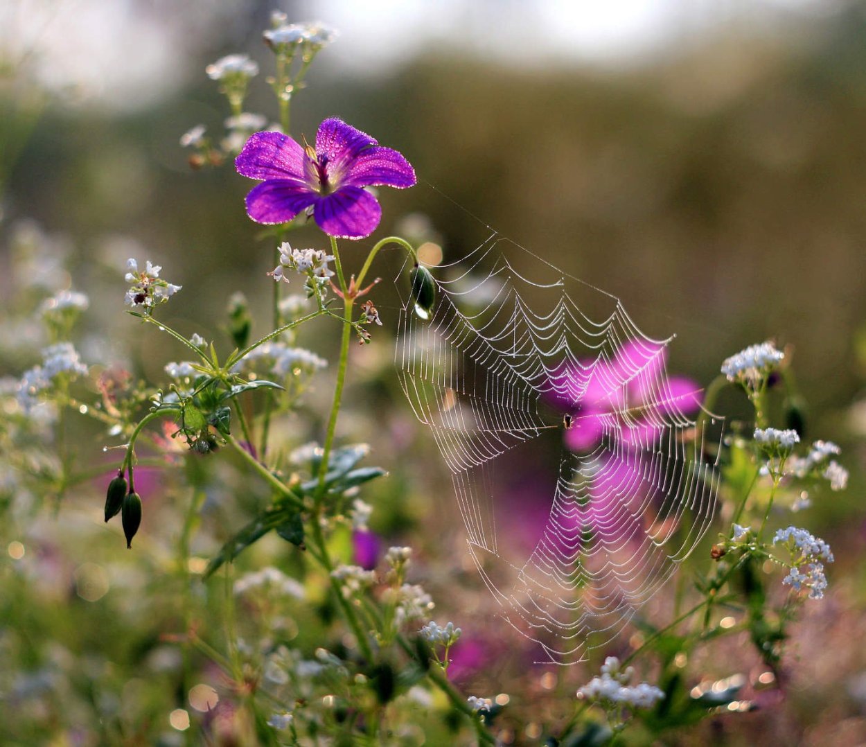 Луговые цветы в росе