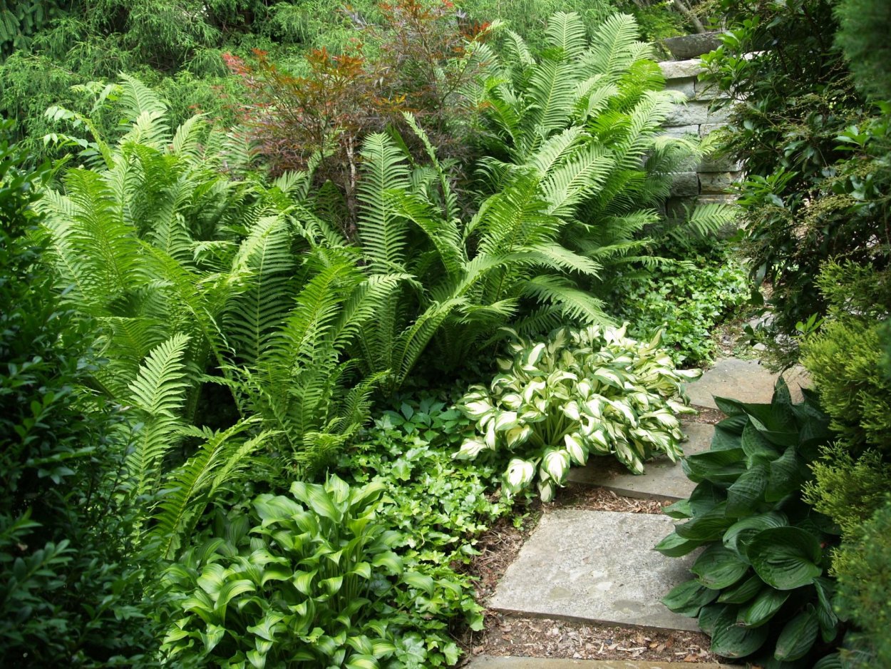 Хосты астильба папоротник клумба