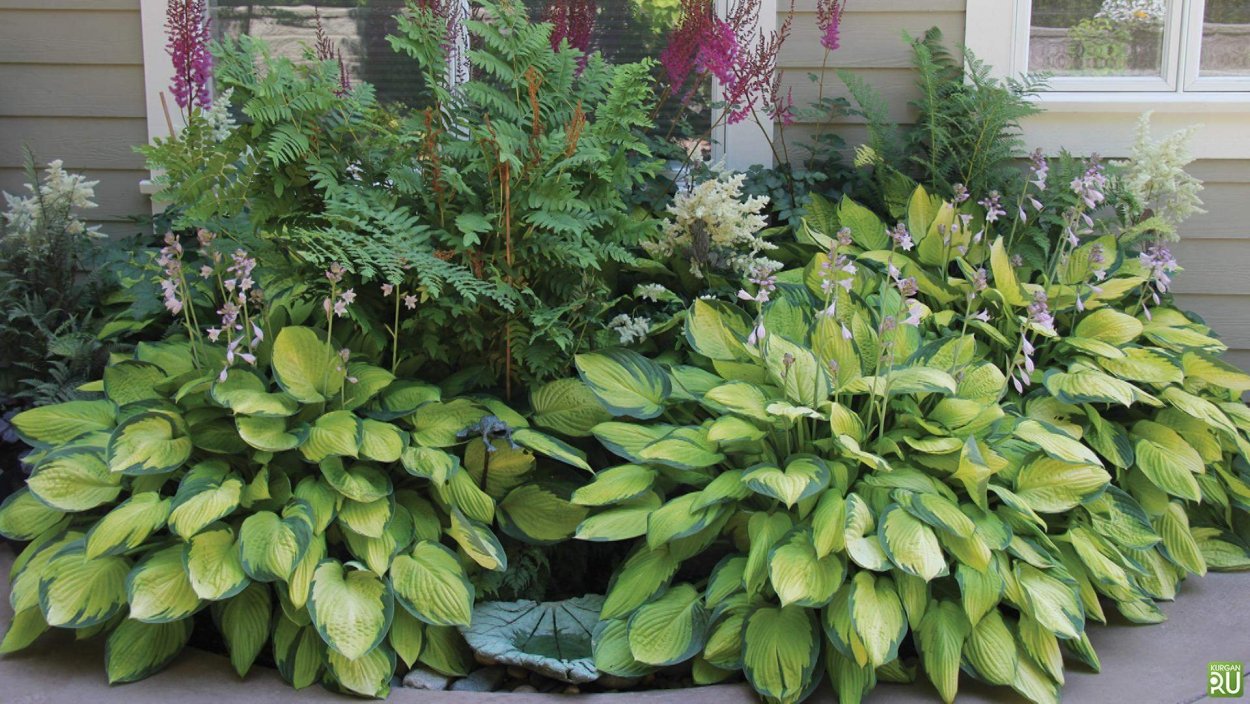 Клумба папоротник лилейник Хоста
