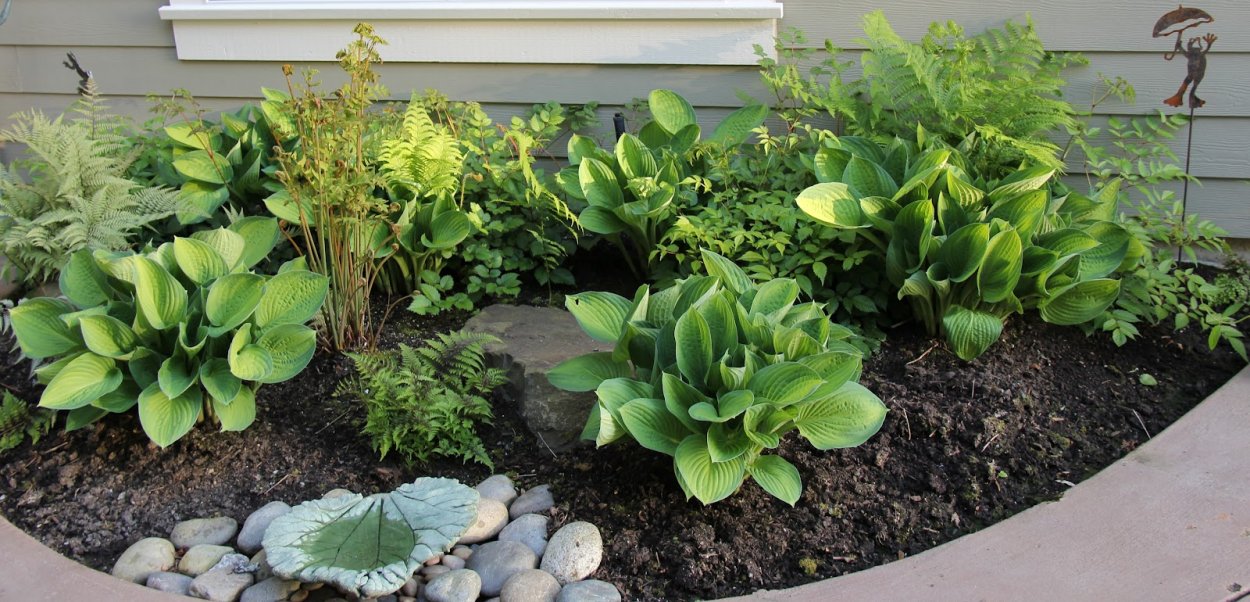 Хоста вербейник папоротник