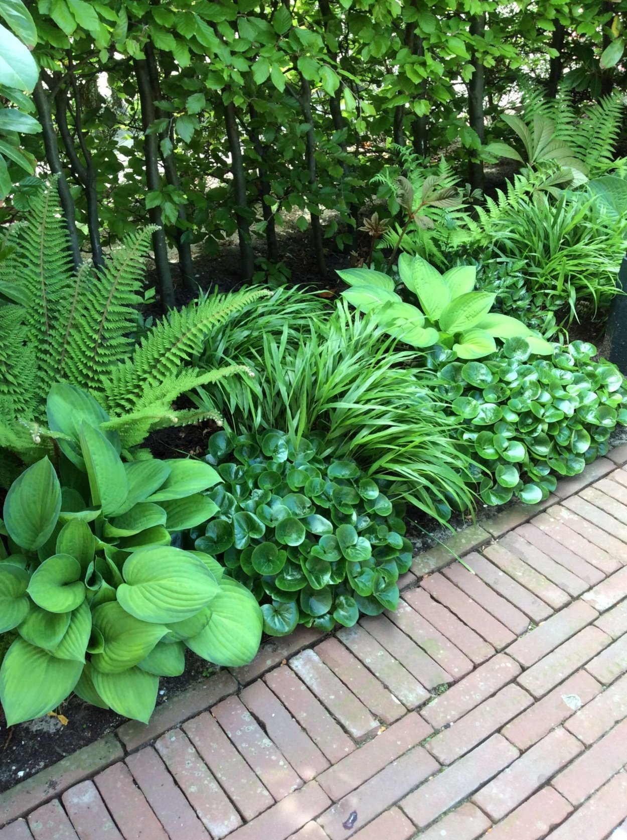 Папоротник в ландшафтном