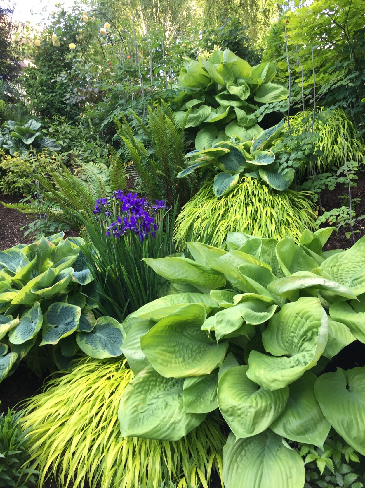 Цветник в полутени из многолетников