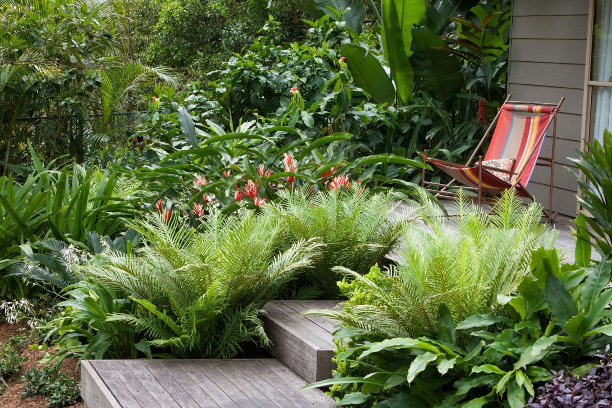 Декоративно лиственное растение для тени